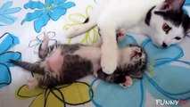 'Adorable Kittens and Cute Mother Cats' Compilation 2015