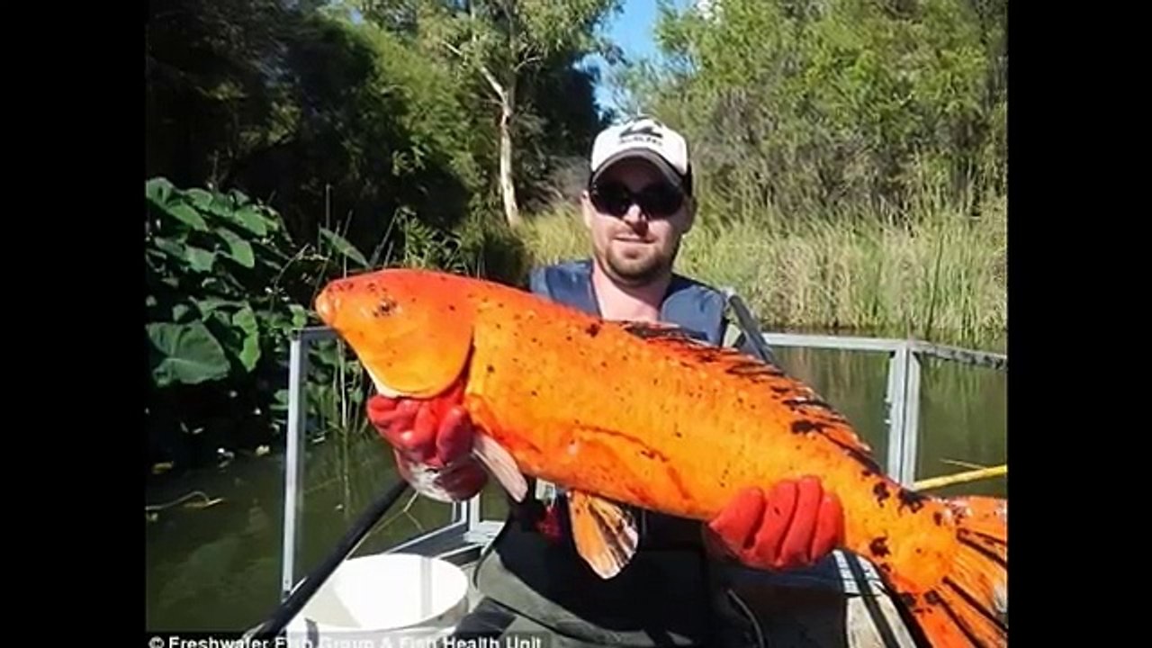 Rise of the mutant goldfish: Pet fish released into the wild are turning into MONSTERS ten times