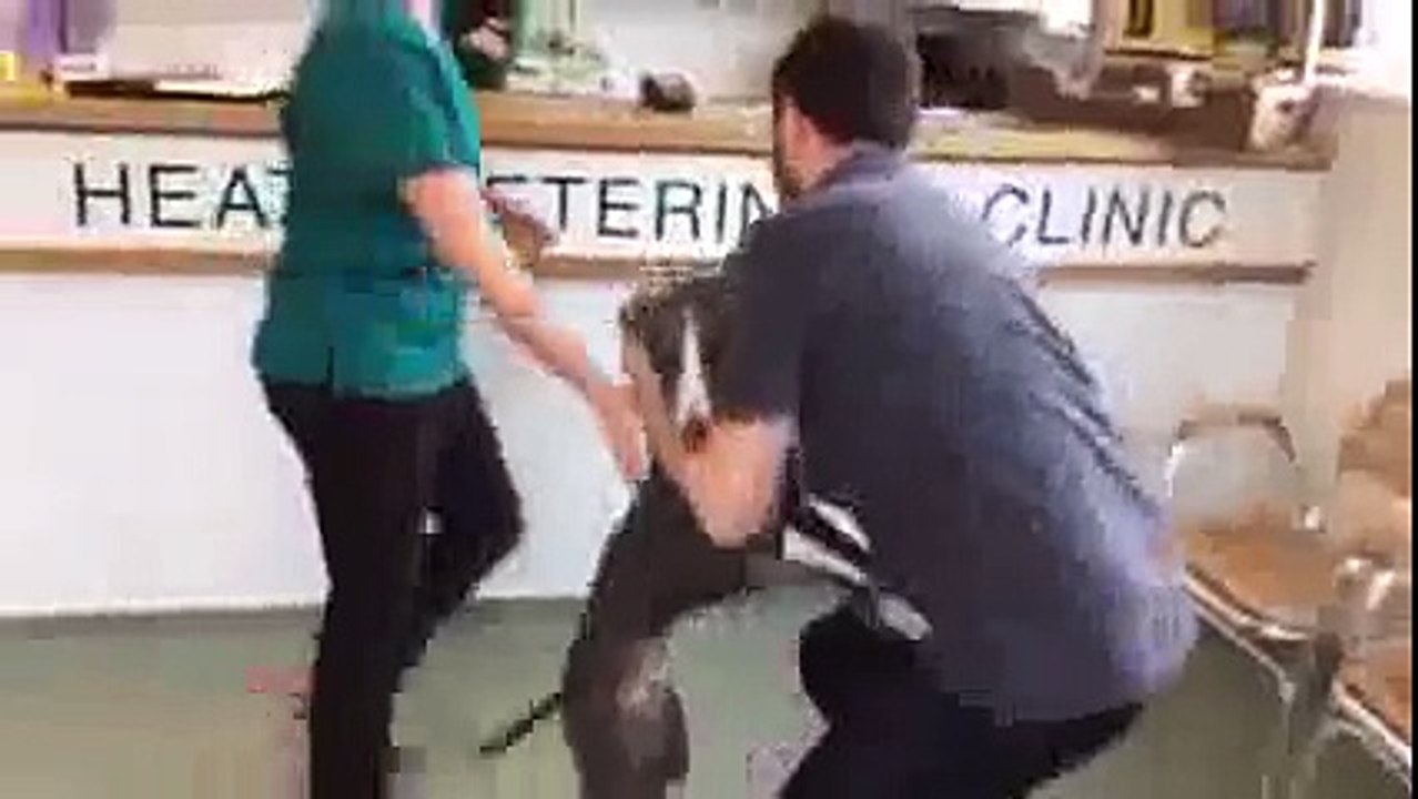 Откраднато куче изригва от щастие, когато отново среща стопанина си