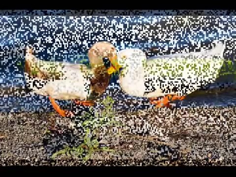 ▶ Głosy zwierząt, dźwięki jakie wydają zwierzęta - dla dzieci cz 2 Edukacyjne