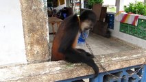 Spider Monkey Drinking Water From a Bottle