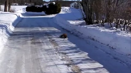 The dog Borat, refuses to go..