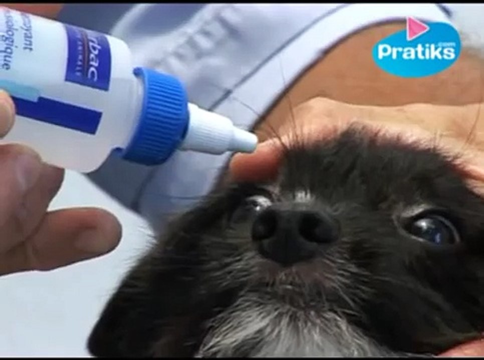 Conseils véto - Comment nettoyer les yeux de votre chien ?