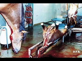 HORSES. FREEDOM. STOP SLAUGHTER!