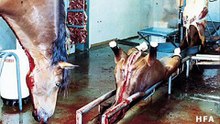 HORSES. FREEDOM. STOP SLAUGHTER!