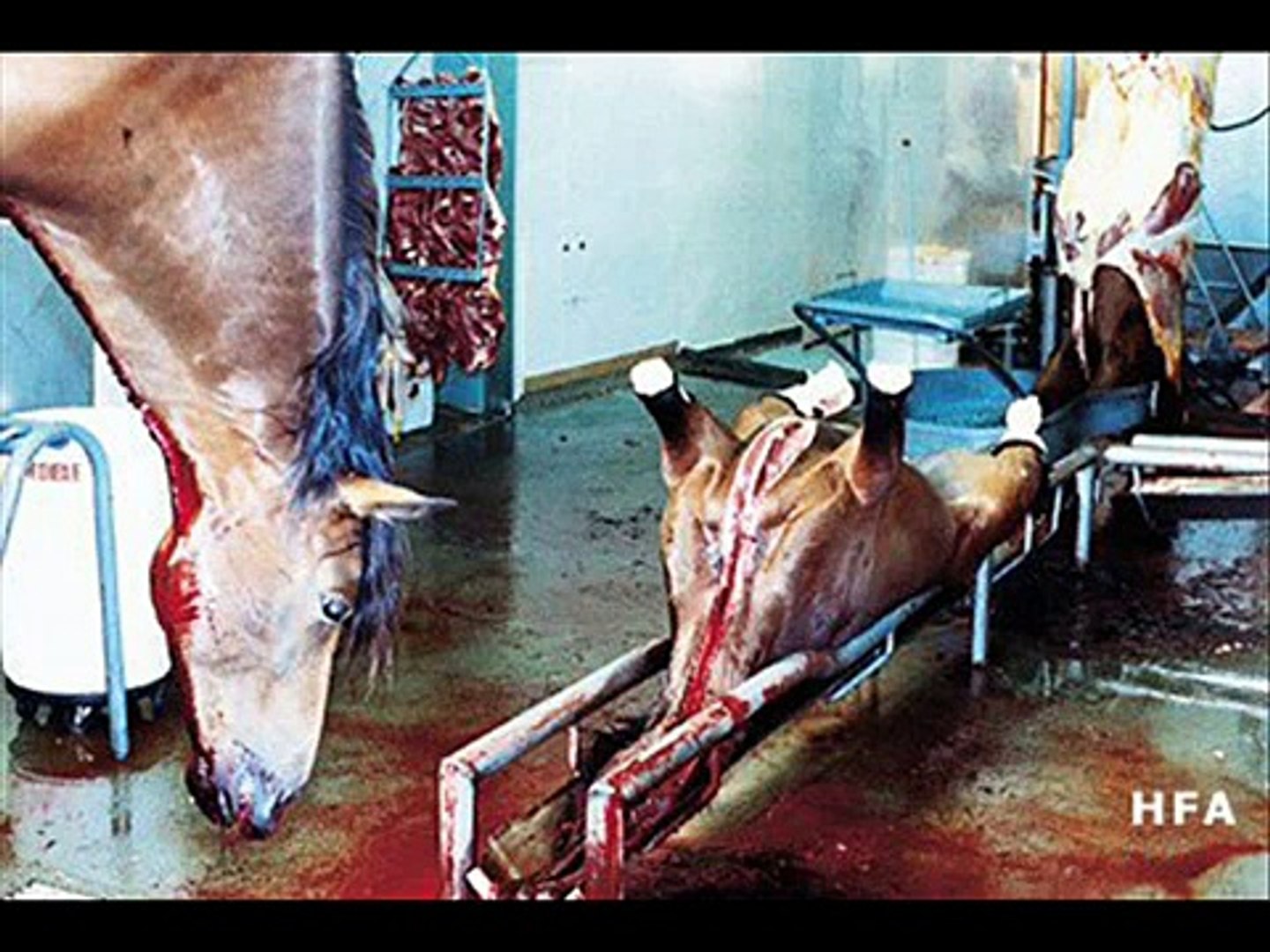 ⁣HORSES. FREEDOM. STOP SLAUGHTER!
