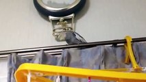 オカメインコ トトちゃんの「となりのトトロ」　My cockatiel Toto's 