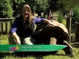 Zoo Tales - Aldabra Tortoises