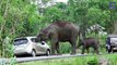 Elephant Steals Tourists Handbag