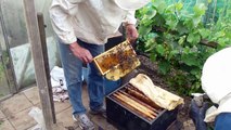 Bijen inspectie