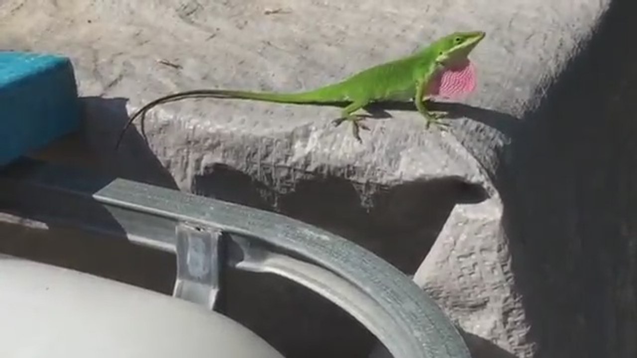 Est cette abeille joue avec des pierres