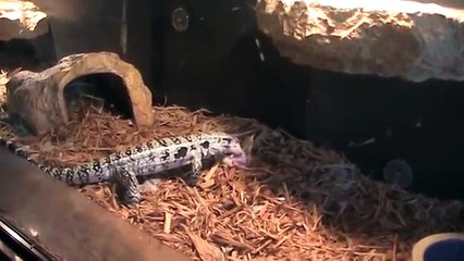 Feeding my blue tegu (VIOLENT)