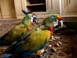 baby macaws  8/29/08