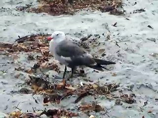 Laughing Seagull at Cardiff State Beach