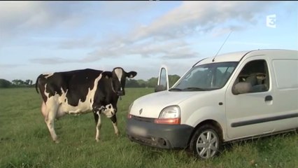 France 3 - Lait _ séparation d'une vache et de son veau