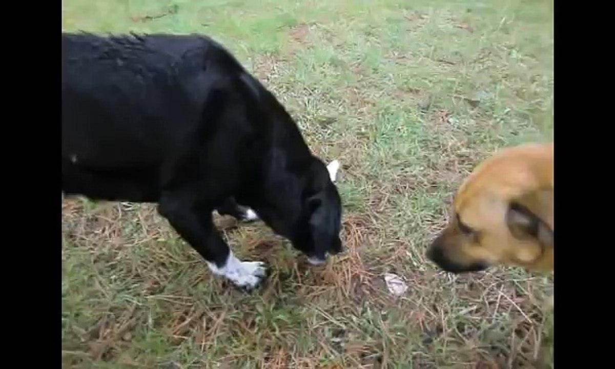 Kemiğime Dokunmayın !