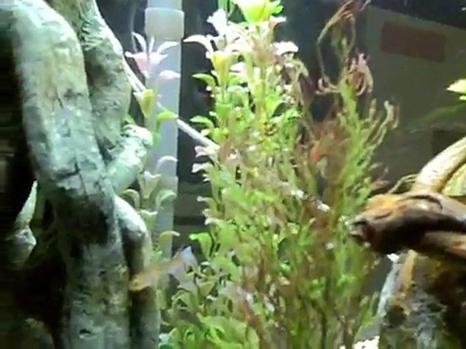 AFRICAN ALBINO FROGS EATING!  (HUGE)!