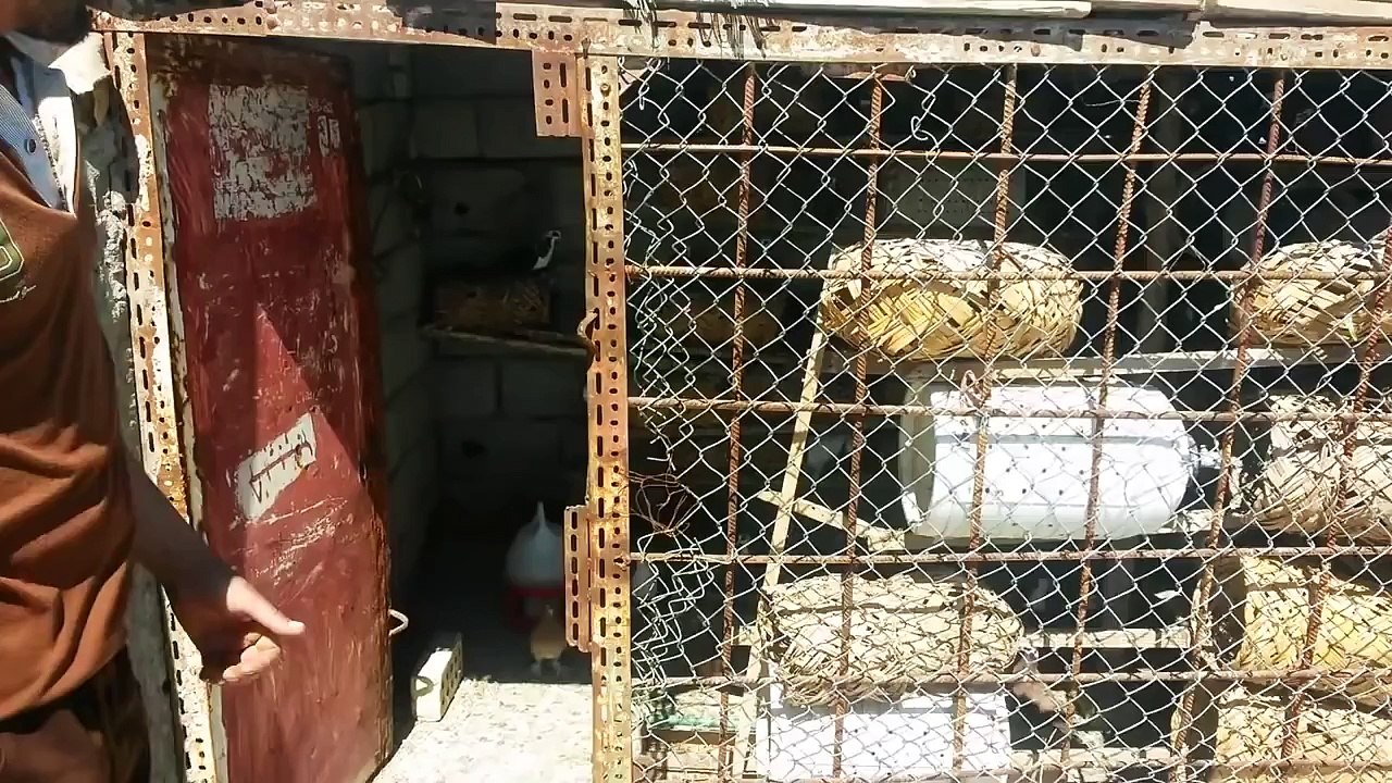 اقوى طيور حمر للبيع
