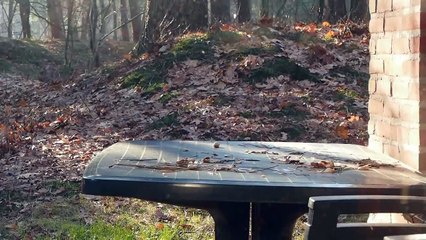 Eekhoorn eet pelpinda van tafel