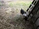 Saddleback Piglet Explores Farm