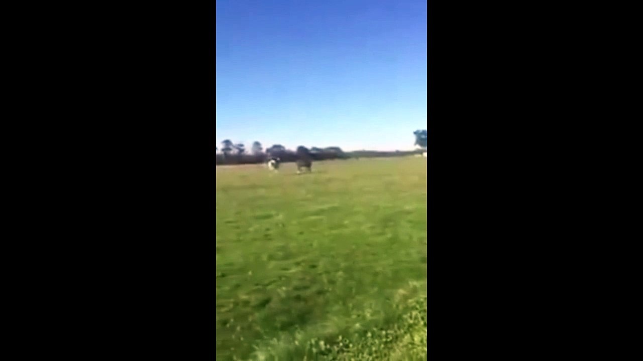 Thug Life | el caballo de 2pac :v