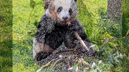 Sonido Del Oso Panda  Videos Para Niños