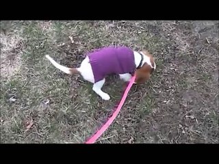 Training King Charles Cavalier Puppy camp. Dogs 4 Lfie Dog Training North Aurora IL