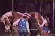 Woman loses pants, dignity, in degrading circus mishap