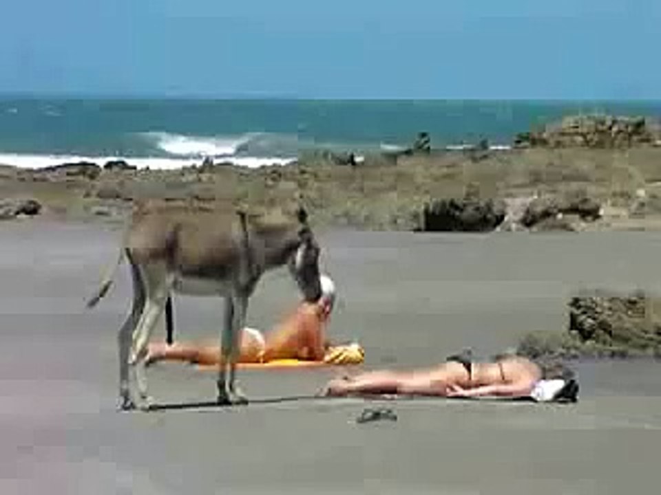 CUIDADO CON EL BURRO