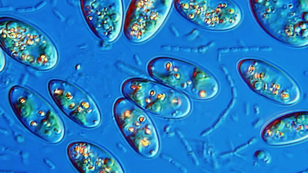 One Drop of Water! Amazing High Definition Microscopy Video! 1080P!