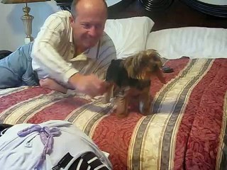 My Yorkie being mad at my dad and won't give him her toy