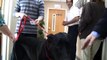 Great Dane Pet Therapy Dog