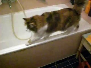 my crazy speaking cat Nikki in the bathroom