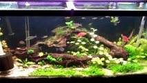 Rainbowfish Tank 55 Planted Aquarium