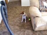 Vacuuming with a Parson Jack Russell terrier!