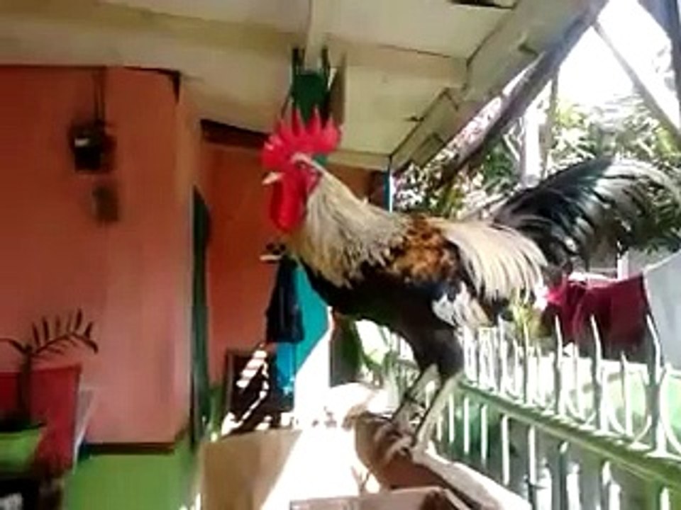 Ayam Slow Dangdut Kristal