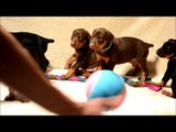 5 week old Doberman Puppies playing
