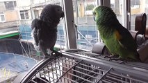 Charlie the blue fronted Amazon meets Smokey our first african grey, look how they seem to get along