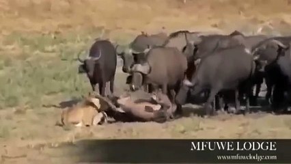 動物ファイト 最強動物戦い  ライオンの攻撃 ファイト 映像 新しいビデオ