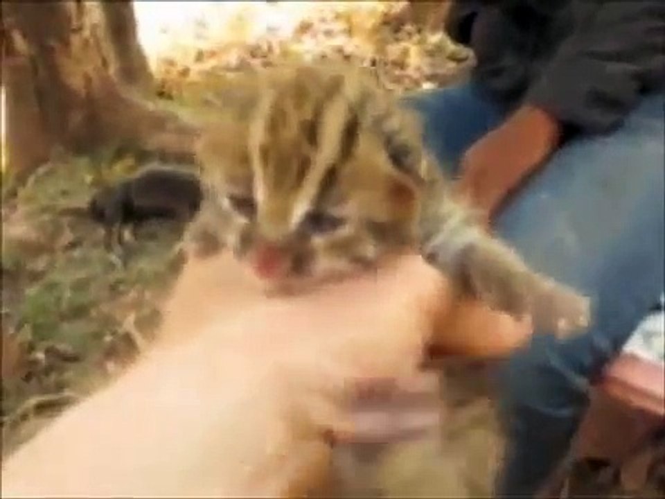 Bokeo, Laos wild cats Feb 2010