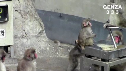 OMG!!Violently bitten baby monkey
