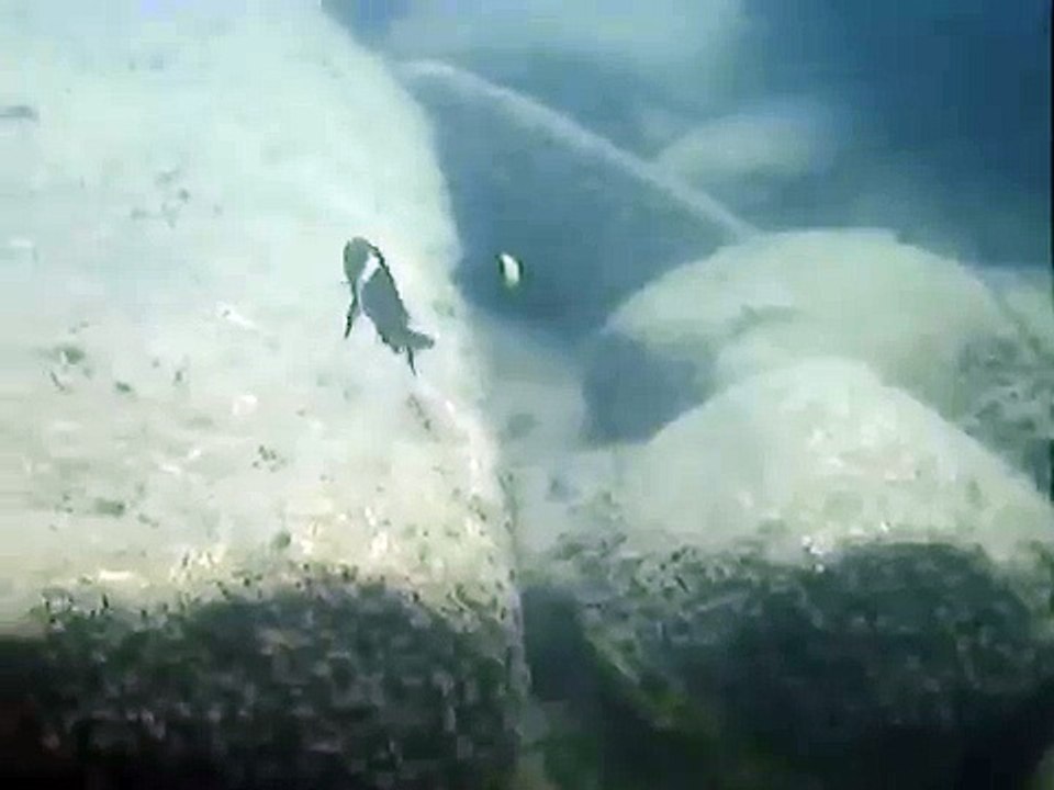 MASWA - lake Tanganyika