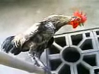 ayam ketawa(ihkwan)_1_45D7E429C6B351E38D121E1EA3AE0B11