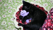 Kitten Sleeps in a Cherry Pie with Her Teddy Bear
