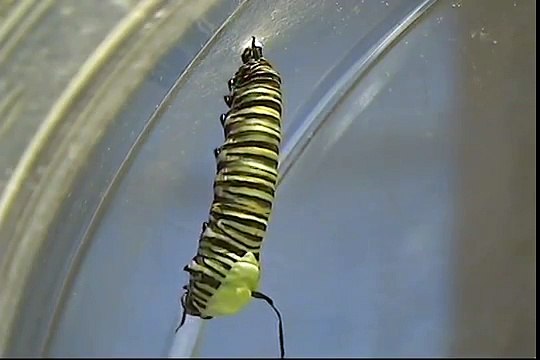 Monarch Butterfly Metamorphosis - caterpillar to chrysalis in real time