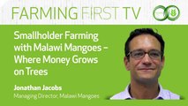 Smallholder Farming with Malawi Mangoes - Where Money Grows on Trees
