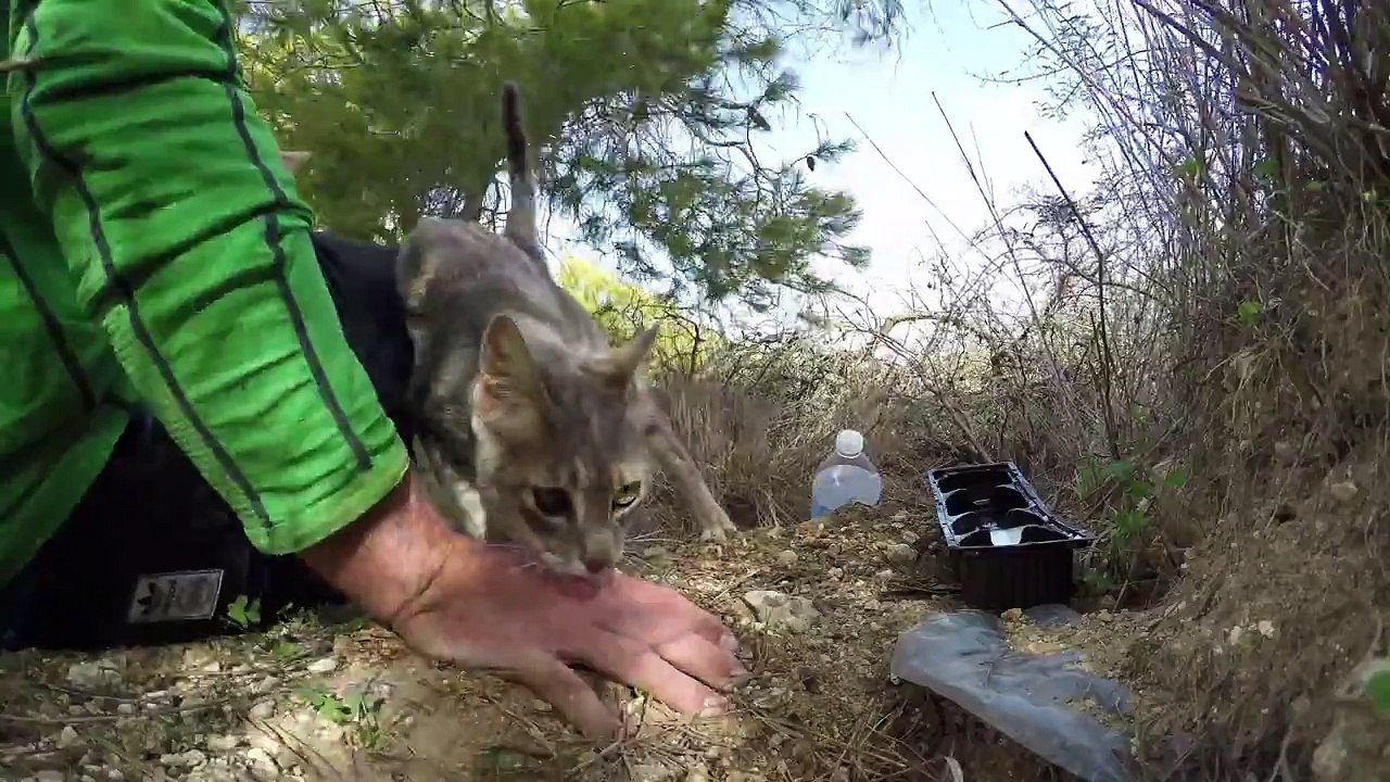 Saving street Cats in Roche Spain - Die Katzen von Roche