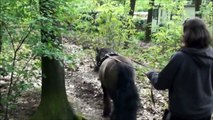 Shetlandpony trainen om voor de wagen te lopen