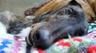 Unwanted Rescued  Greyhounds