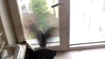 Burglar Pigeon Leaves Behind a Surprise